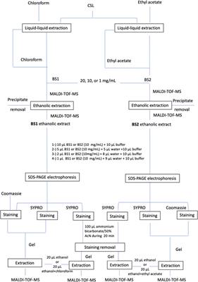 Purification of lipopeptide biosurfactant extracts obtained from a complex residual food stream using Tricine-SDS-PAGE electrophoresis